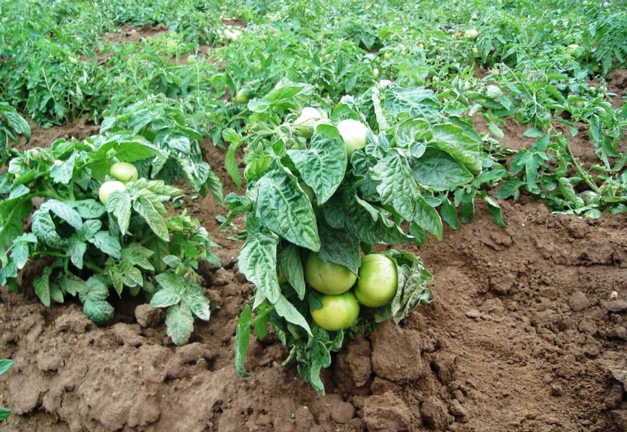 Помидоры сибирский карлик