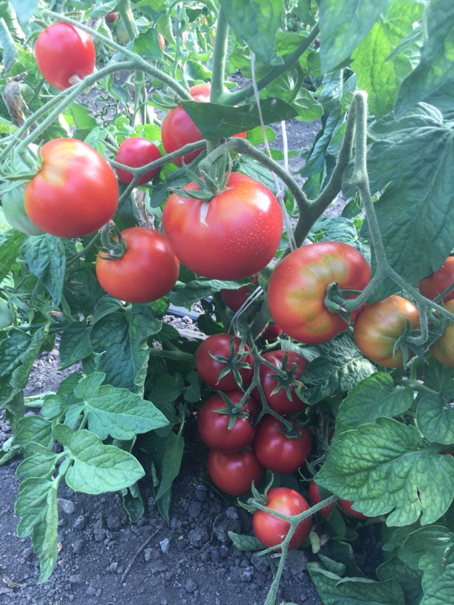 Сорт томатов клуша