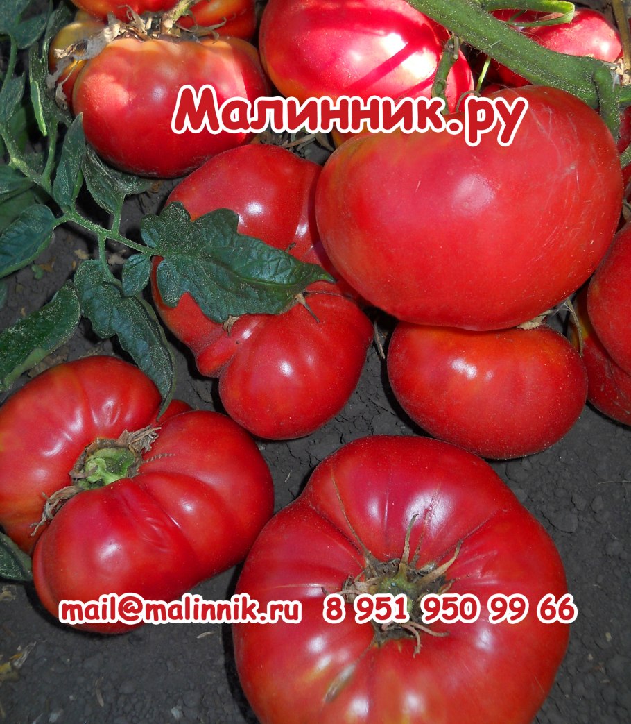 Томат Карапуз 20шт