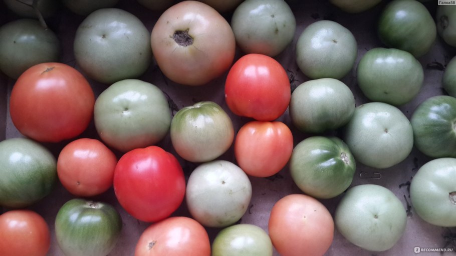 Томат Квочка розовая