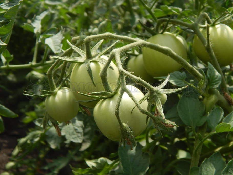 Томат Сибирский килограмм