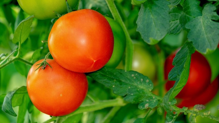 Томат клуша Сибирский сад семена