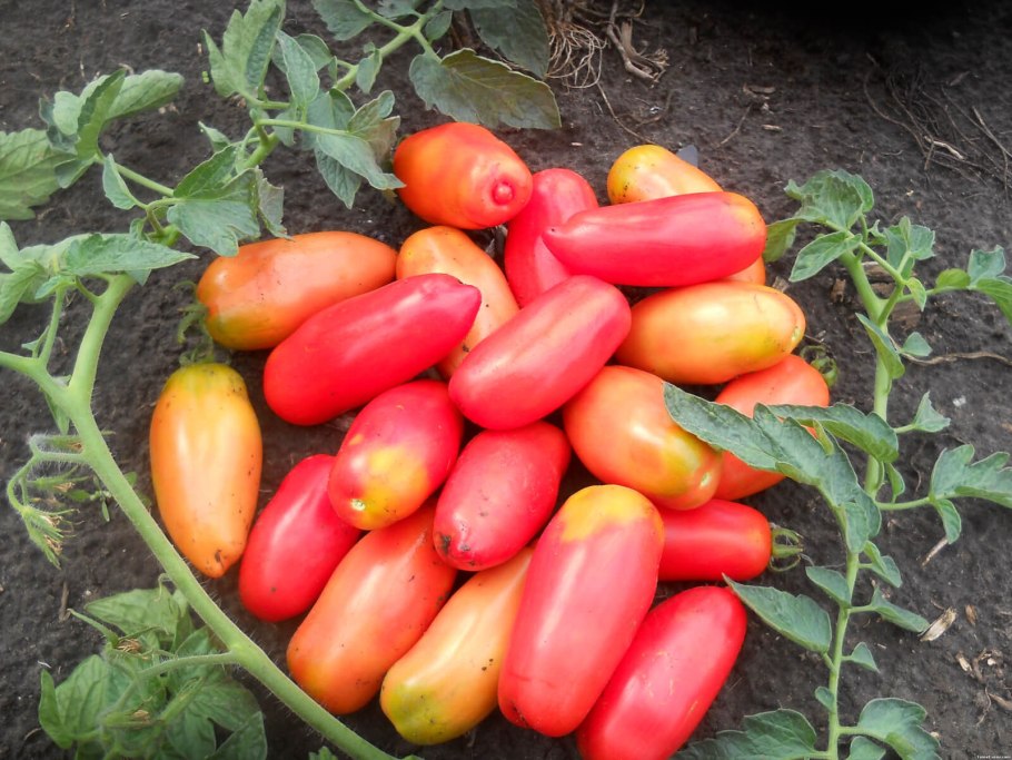 Помидоры сорт клуша