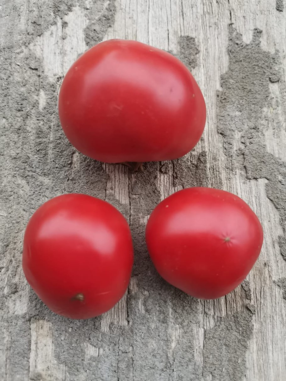 Томат супер клуша фото
