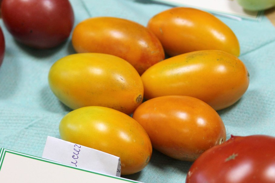 Сорт томата Марфушечка душечка