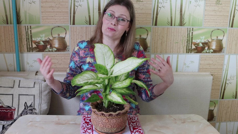 Диффенбахия большая согнулась