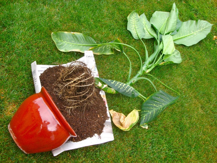 Диффенбахия почва