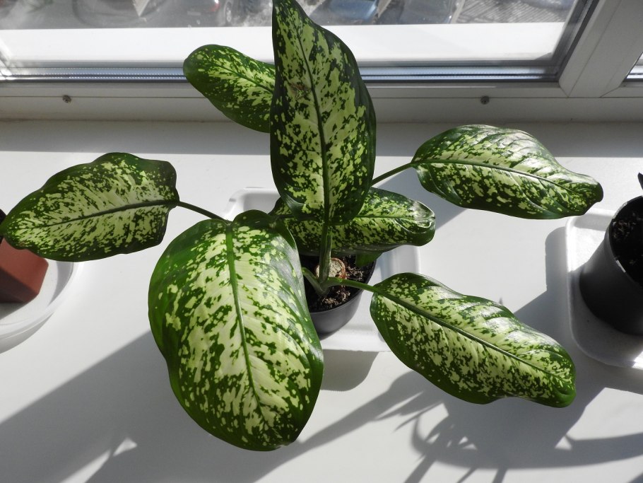 Пересадить спатифиллум