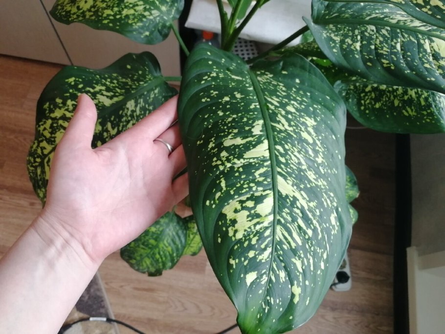 Диффенбахия Сегуина Краун