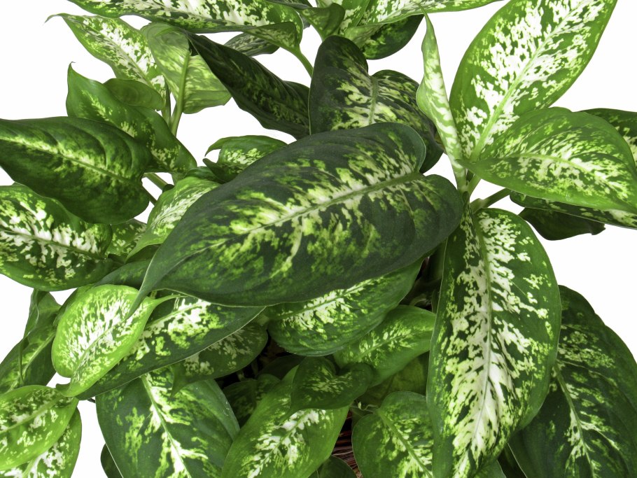 Dieffenbachia Moonstone фото