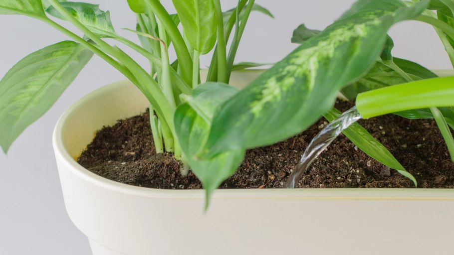 Диффенбахия в дикой природе