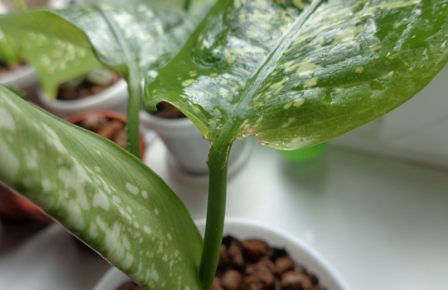Диффенбахия плачет