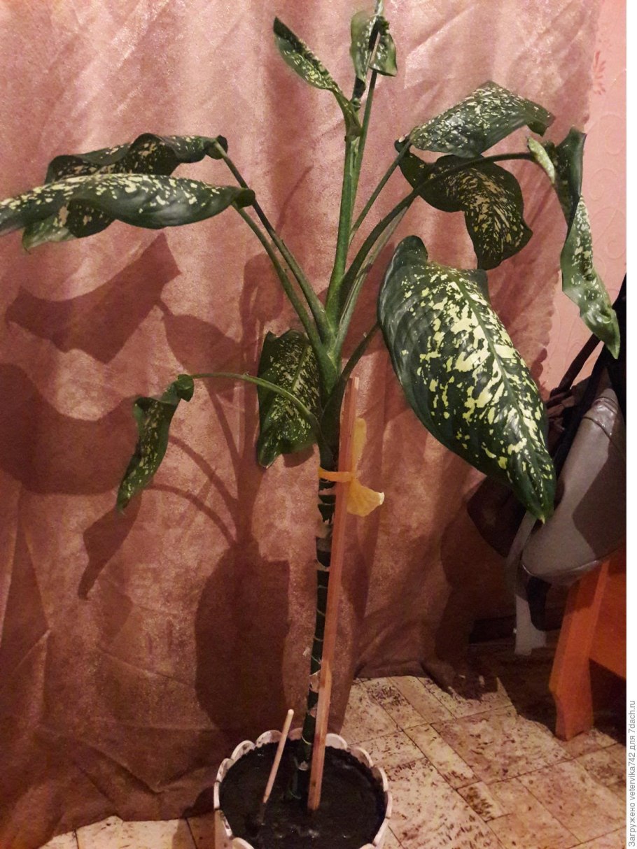 Диффенбахия Сегуина – Dieffenbachia Seguine