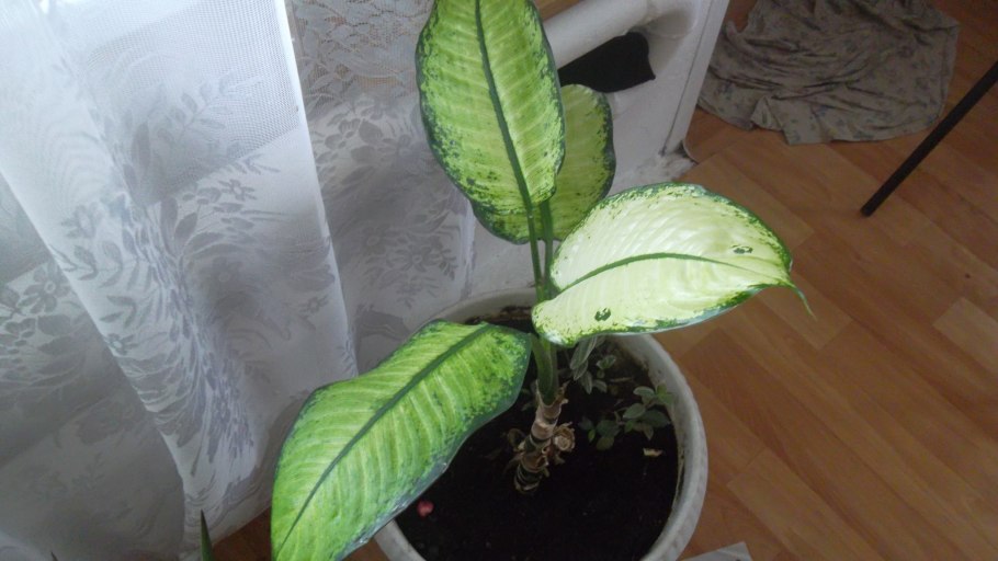Полив диффенбахии