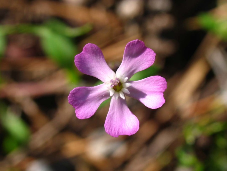 Эндемики Абхазии колокольчик эндемик
