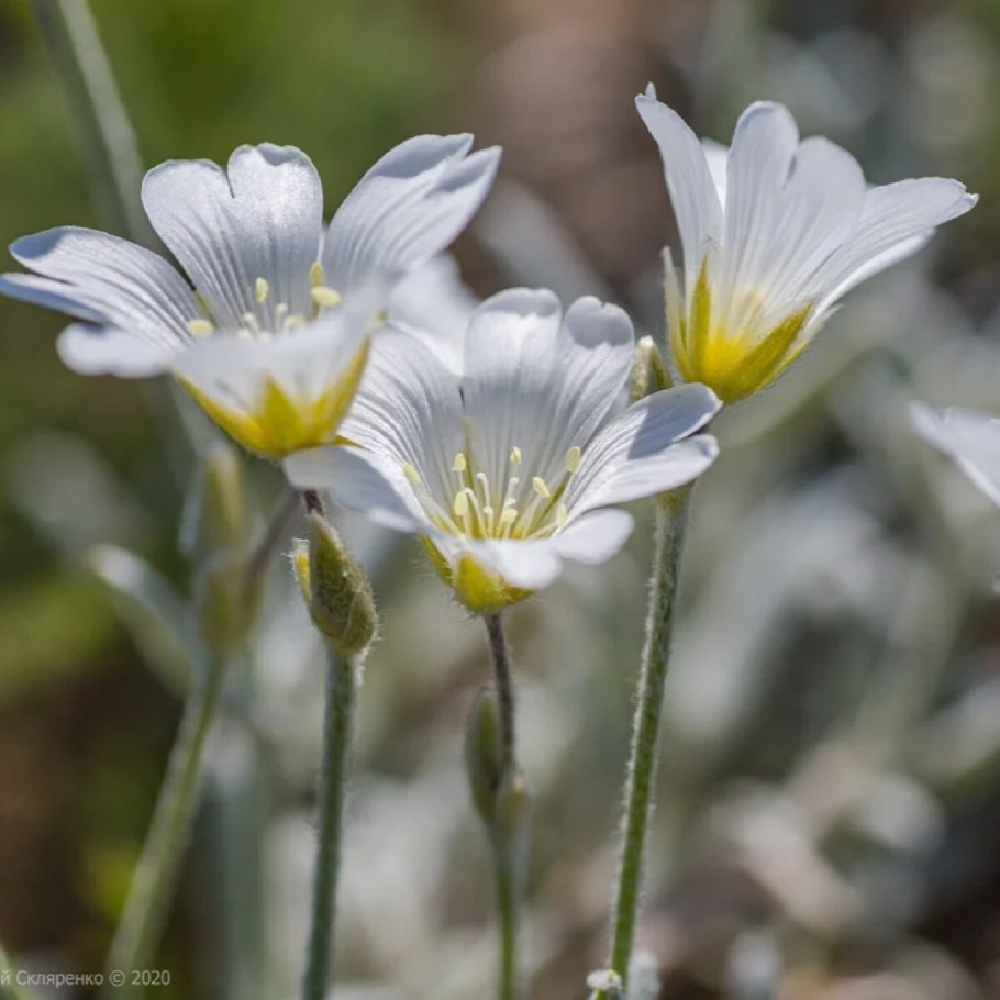 Прострел Крымский (сон-трава Крымская, Подснежный тюльпан)