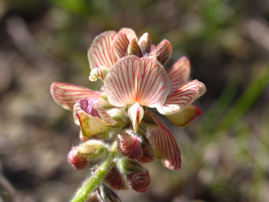 Эндемики Кипра Флора