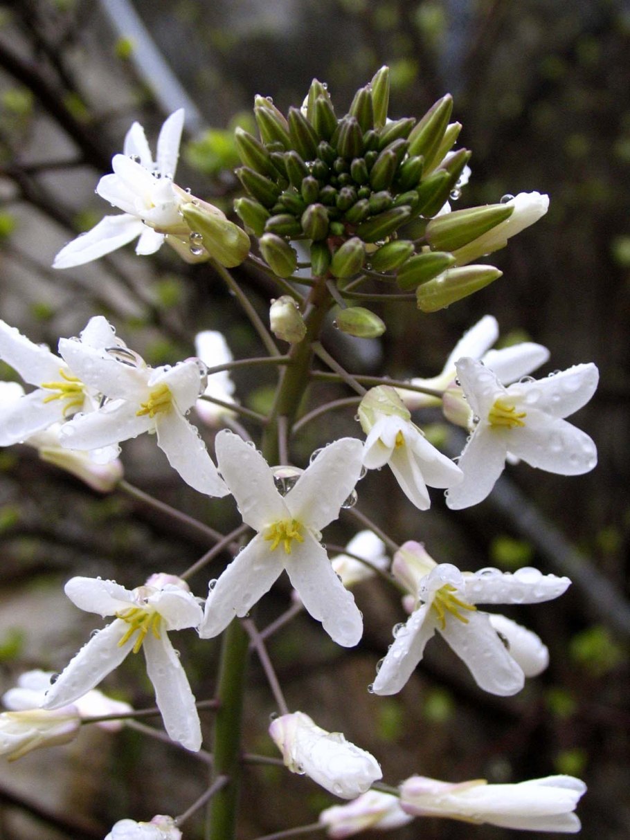 Эндемики Алтая растения