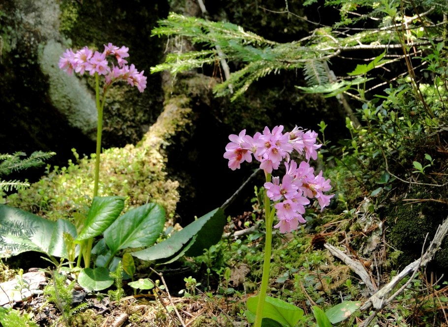 Прострел Крымский