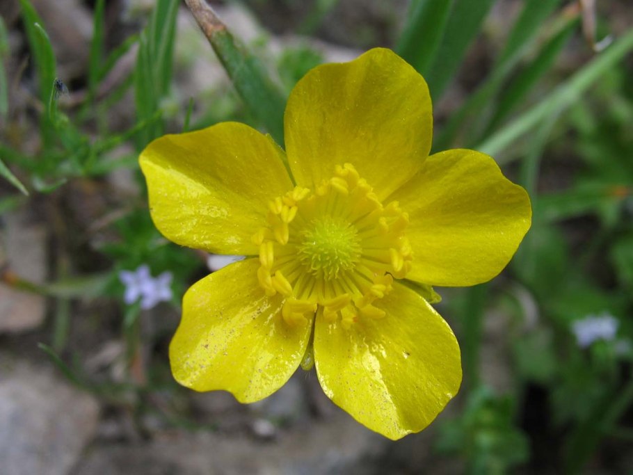 Эндемичные растения