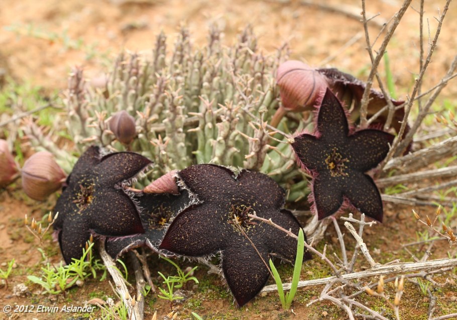 Первоцветы горного Крыма