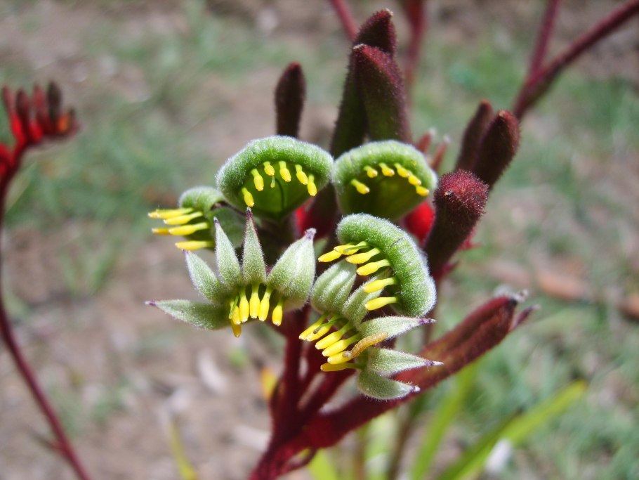 Тейде Тахинасте Тенерифе