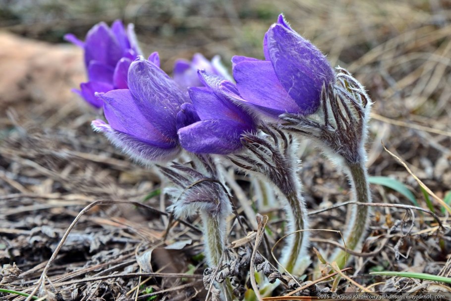 Эндемики это