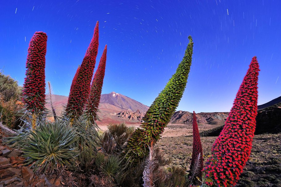 Эндемики Кипра