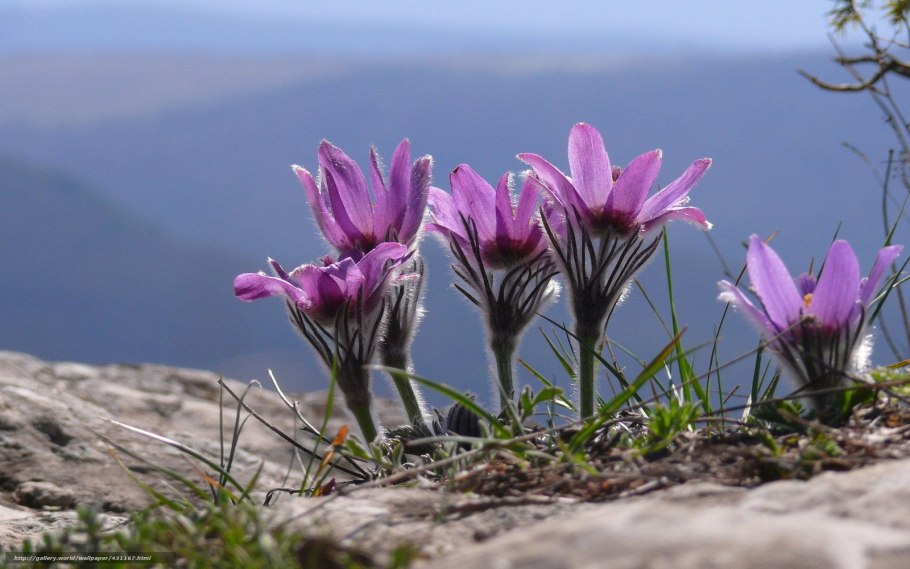 Первоцветы Крыма прострел