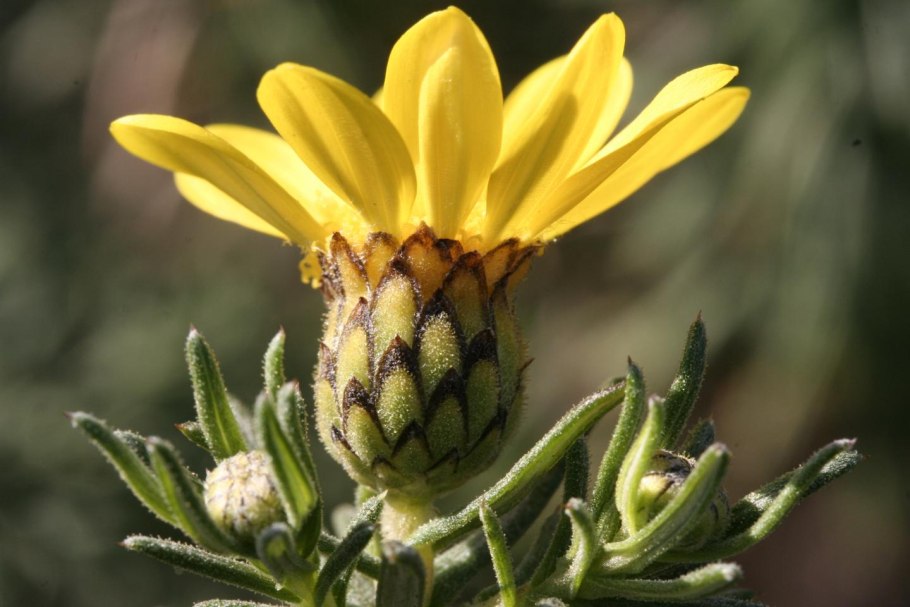 Цикламен кавказский