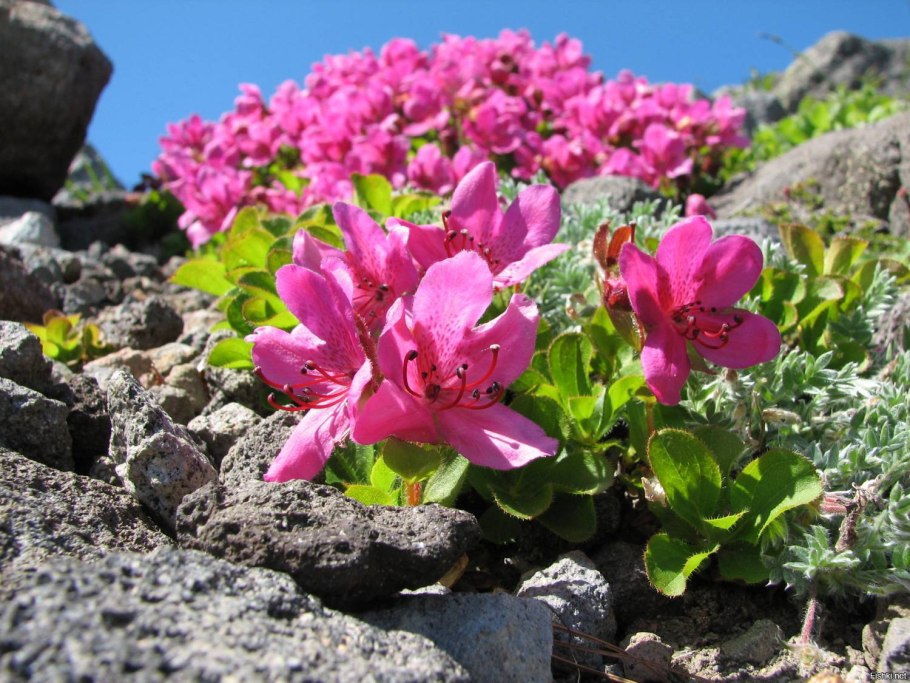 Африканская роза протея