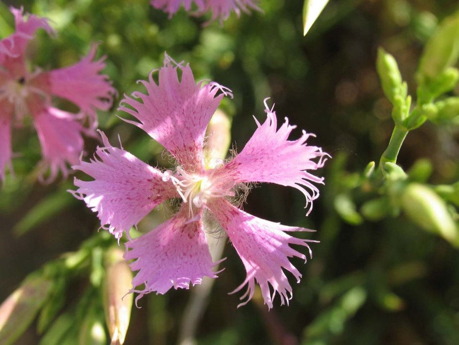 Эндемики Кипра Флора