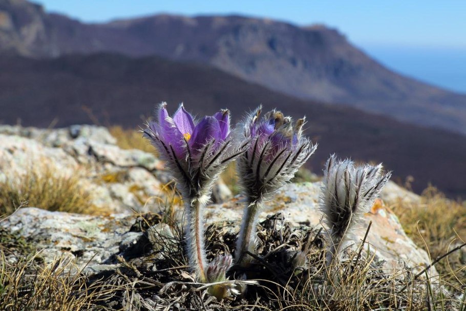 Красная саранка на Байкале