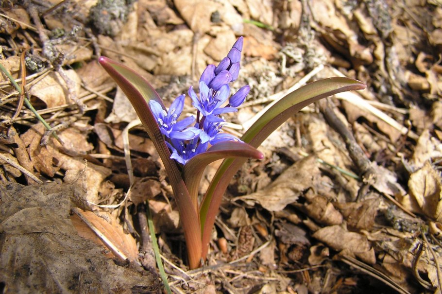Безвременник яркий Colchicum laetum