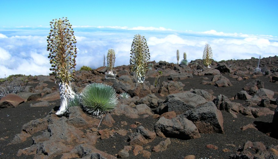 Тянь Шань растительность