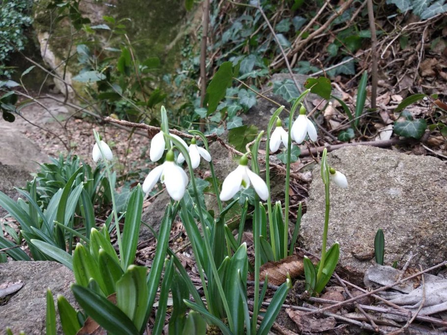 Цветы Ясколка Биберштейна