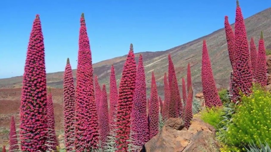 Анигозантос Мэнглза