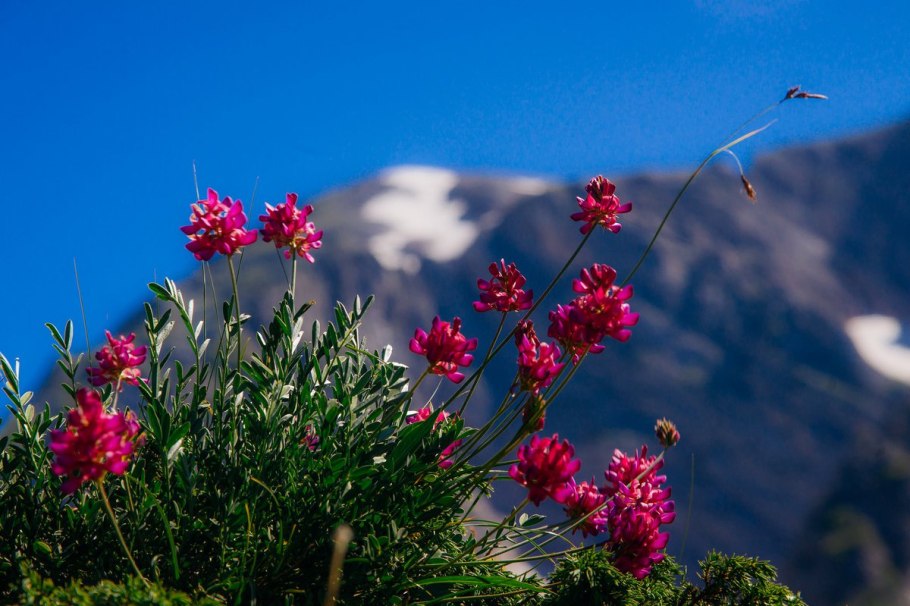 Сельва Южной Америки орхидеи