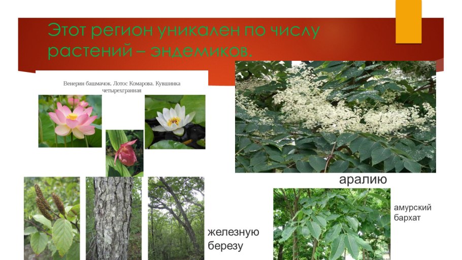 Копеечник Байкал