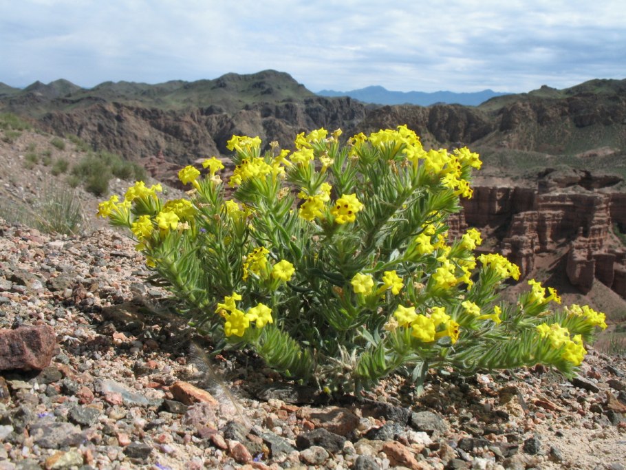 Астрагал щетинистый