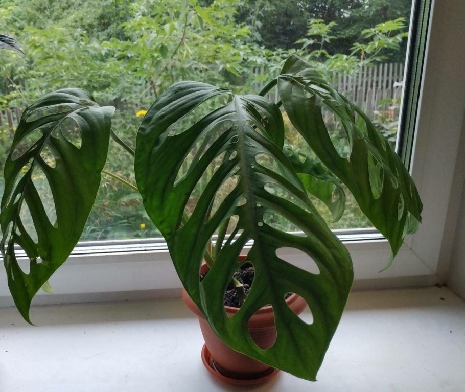 Монстера манки в интерьере