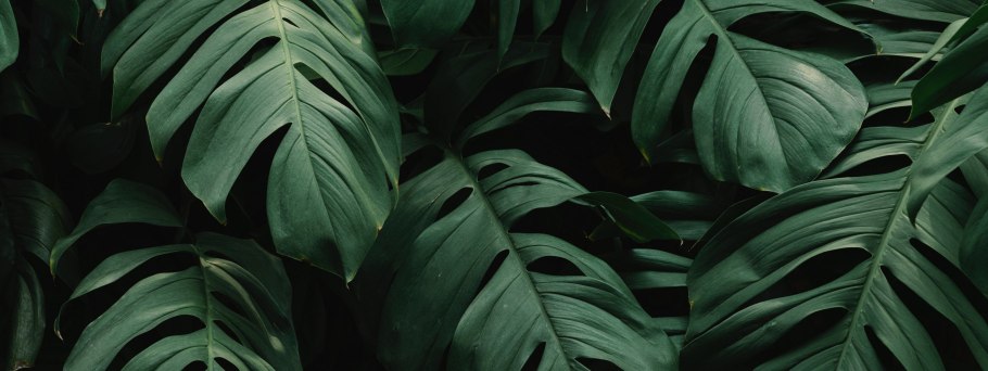 Монстера эскулетто