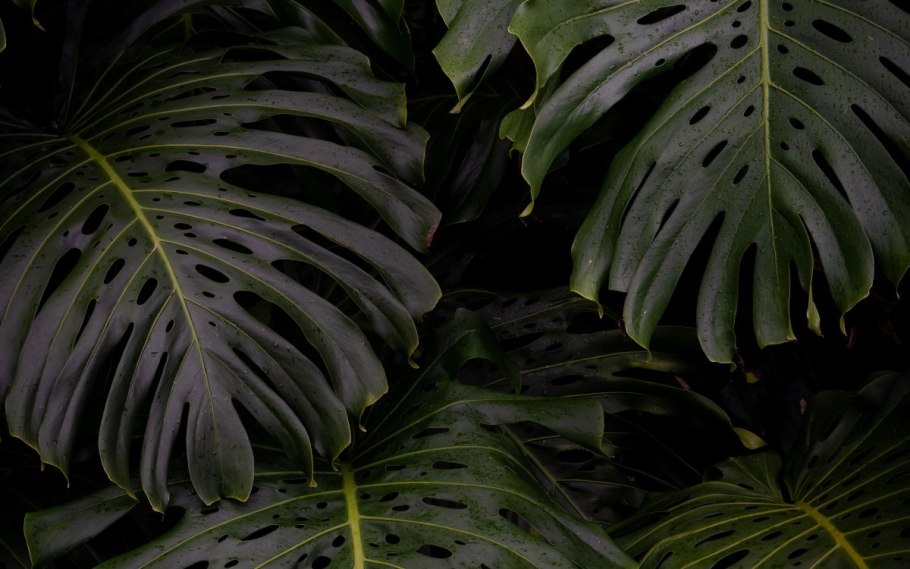 Букет с золотой монстеры