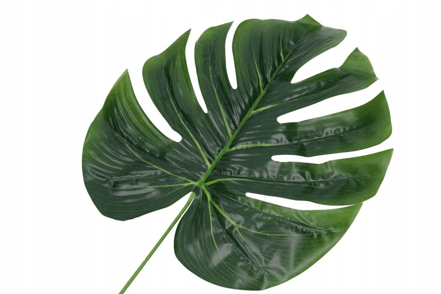 Монстера виды