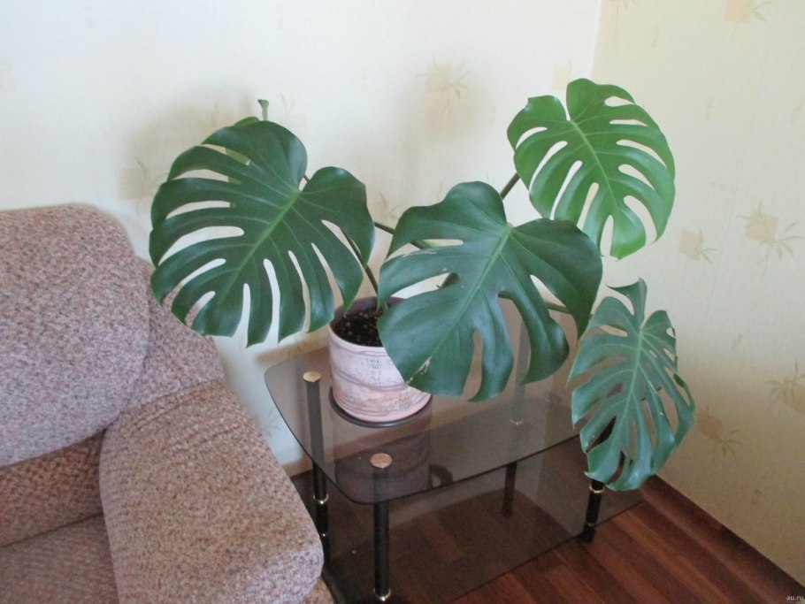 Монстера крупнолистная