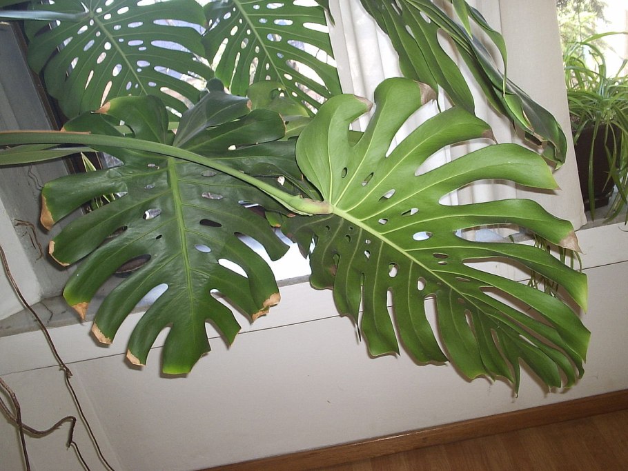 Джунгли спатифиллум монстера