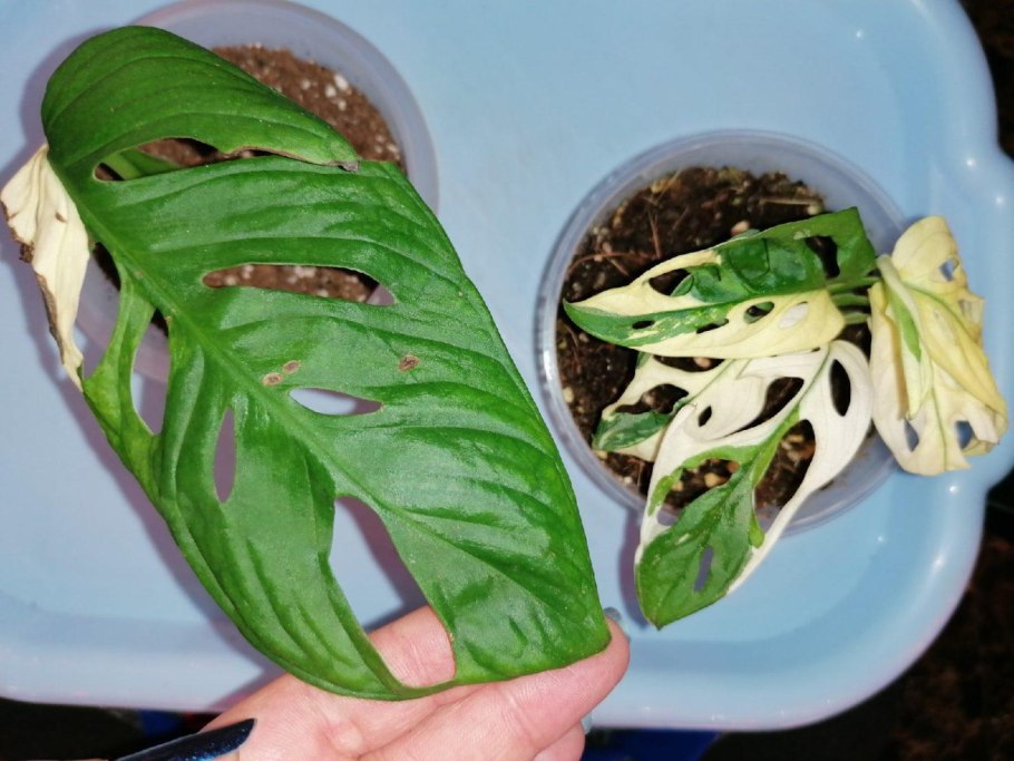 Фото с монстерой селфи