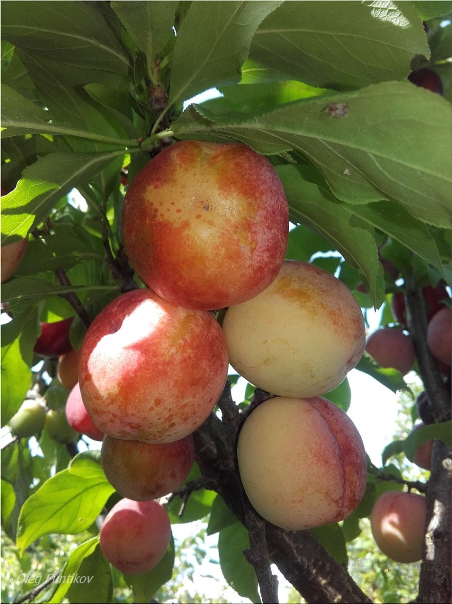 Слива самоплодная дерево