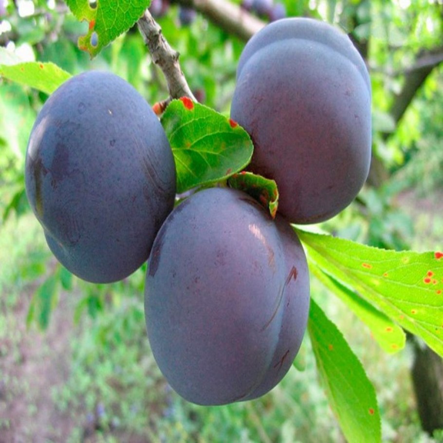 Сорт сливы Анжелика