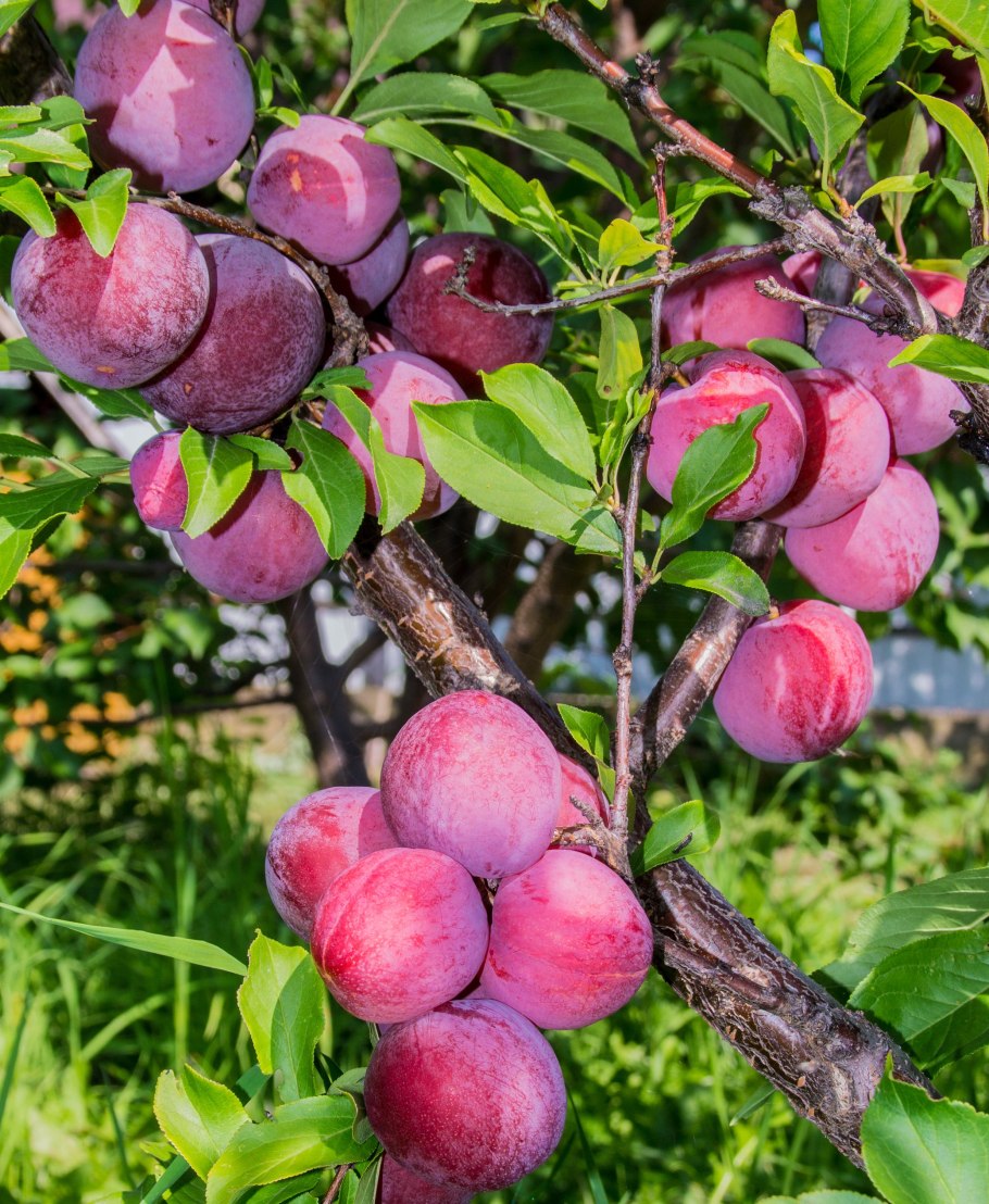 Сливы Кромань